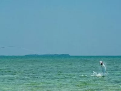 Tarpon Fly Fishing