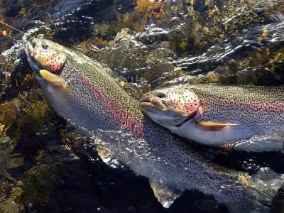 Rainbow Trouts