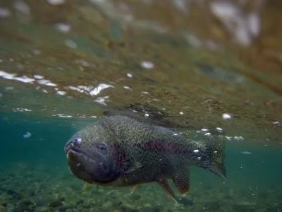 Rainbow under Water