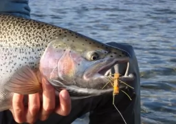 Strobel Lake: Shelter of Huge Rainbow Trout