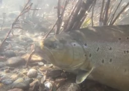 Fishing The Minnow Hatch