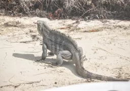 Iguana