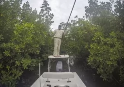 In the Mangroves