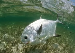 Avalon Permit Fly