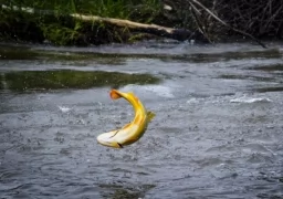 Jumping! Aggressive fish 