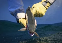 beautiful rainbow trout