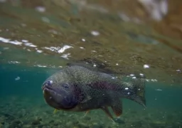 Early Season Fishing in Alaska