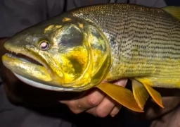 Fishing for Dorado in Rio Parana