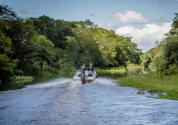 Golden Dorado and Thousands Doves