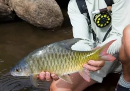 Tanzania Trophy Tigerfish 