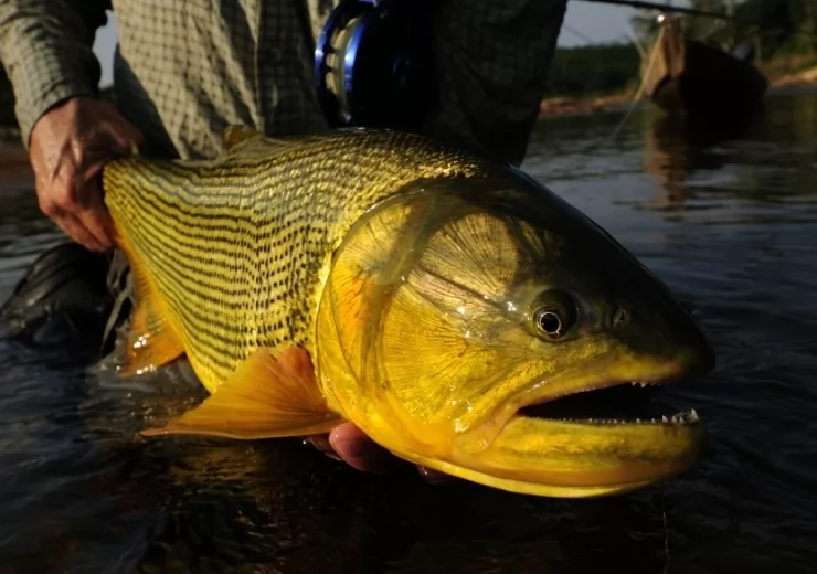 The Biggest Dorado Caught in Tsimane