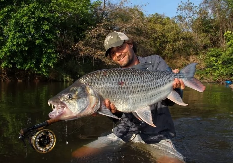 The Amazing Tigerfish Part II