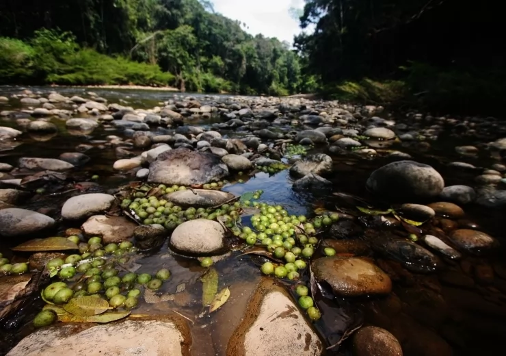 Tsimane 2021 - FISHING REPORT - WEEK 9