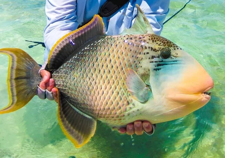 YELLOW MARGIN TRIGGERFISH