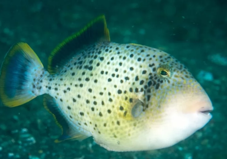 YELLOW MARGIN TRIGGERFISH