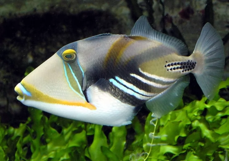 PICASSO TRIGGERFISH