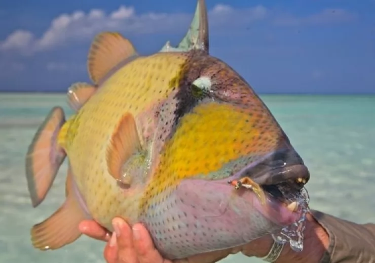 MOUSTACHE TRIGGERFISH