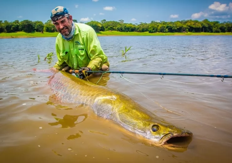 Arapaima