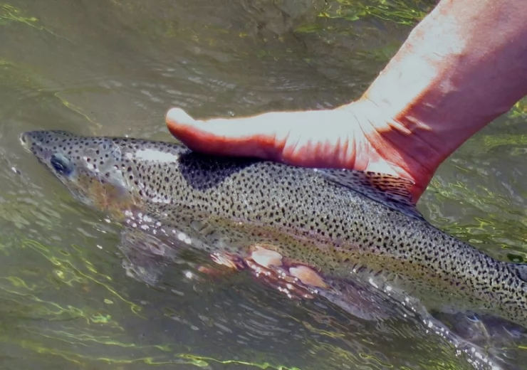 Cutthroat Trout