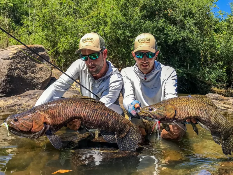 freshwater wolf fish species