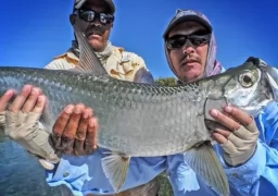 Tarpon