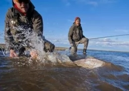 Sea Run Brown Trout 