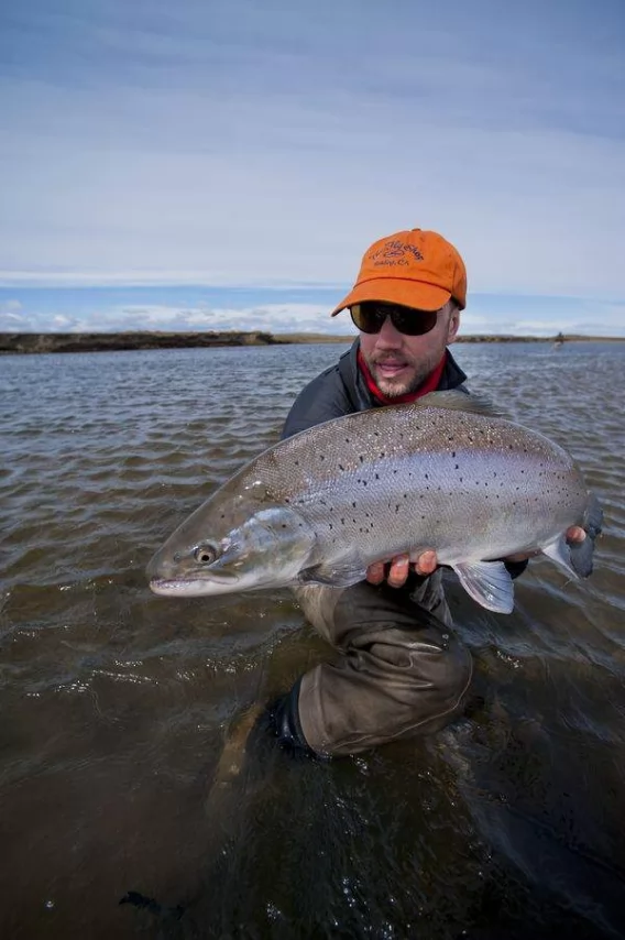 Sea Run Brown Trout  Pointer Fly Fishing