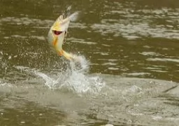 searching for dorado in El dulce River