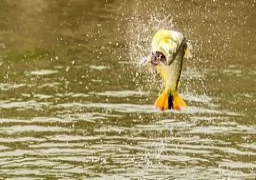 Dorados in Upper Parana