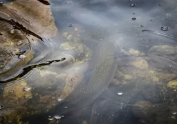 Trouts in Córdoba Highlands!