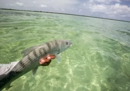 The Highlights of Cuba Fly Fishing