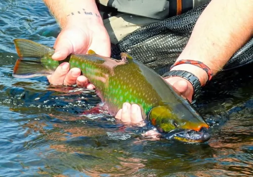 FLI FISHING IN KAMCHATKA