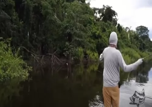 Monster topwater peacock bass on popper fly