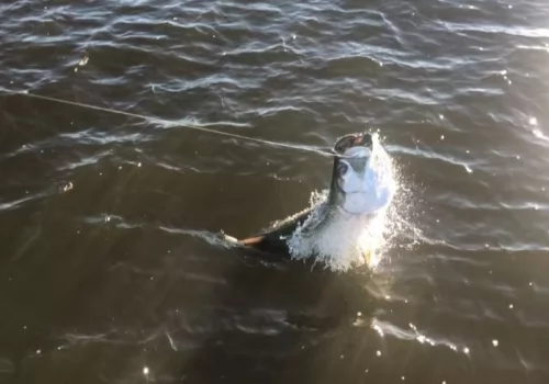 Silver Salmon in Alaska