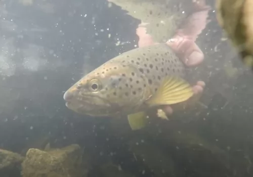 Fishing Day at the Madison River 