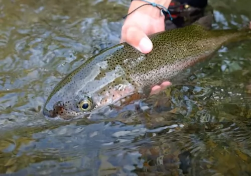 Fly Fishing Brooks River 