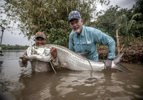 GIANT TARPON 