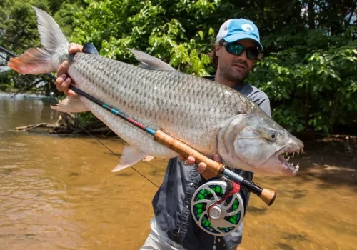 Monstrous Tiger Fish Fly Fishing in Tanzania