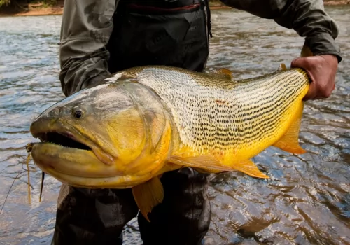 Fly Fishing BIG Dorados in Bolivia