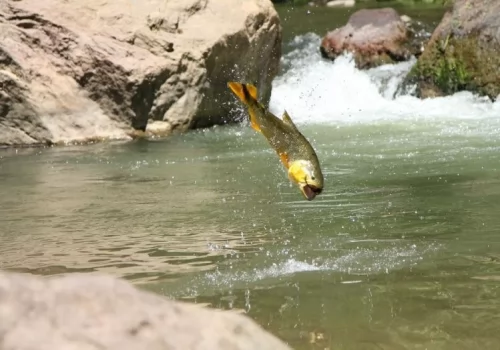 Amazing Rio Dorado