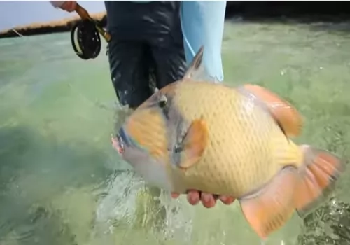 Fly Fishing on the Nubian Flats - Sudan